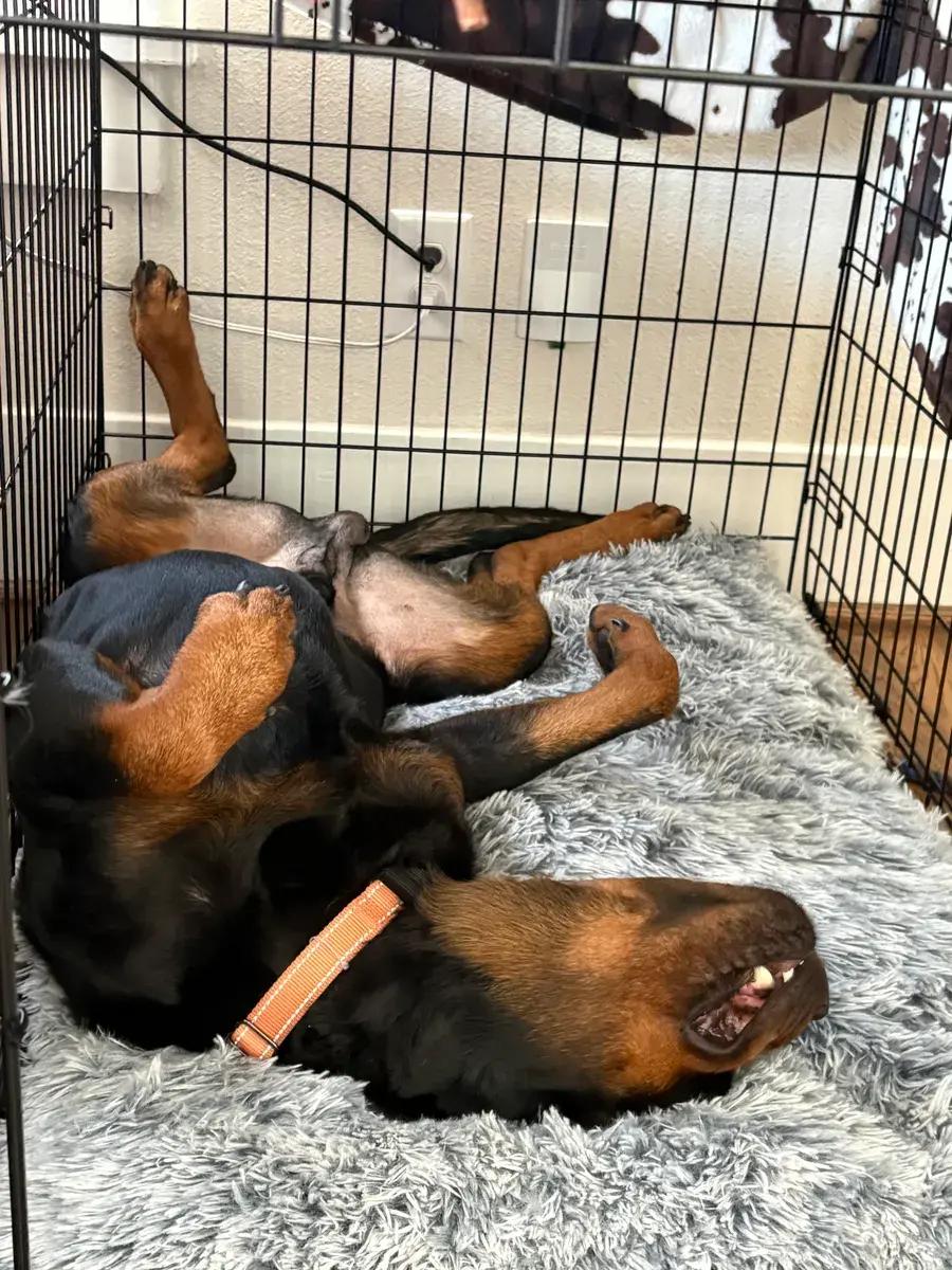 Enlarge Knox, a ADOPTABLE Rottweiler in Polk, OH image 2/5