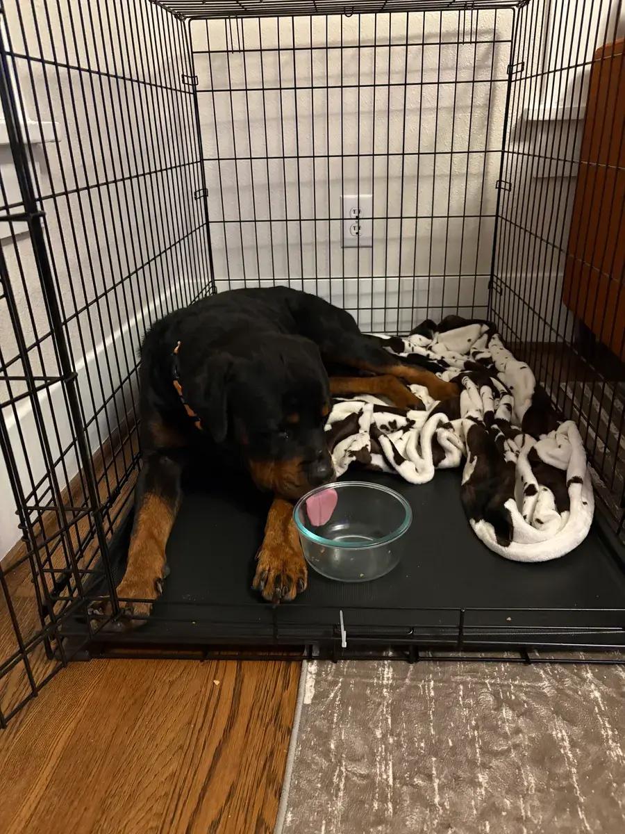 Enlarge Knox, a ADOPTABLE Rottweiler in Polk, OH image 4/5