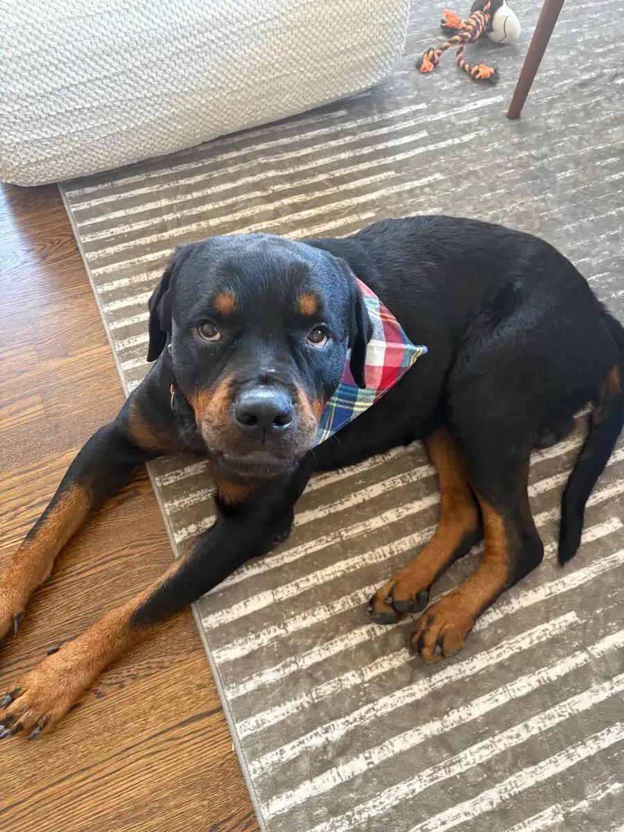 Enlarge Knox, a ADOPTABLE Rottweiler in Polk, OH image 5/5