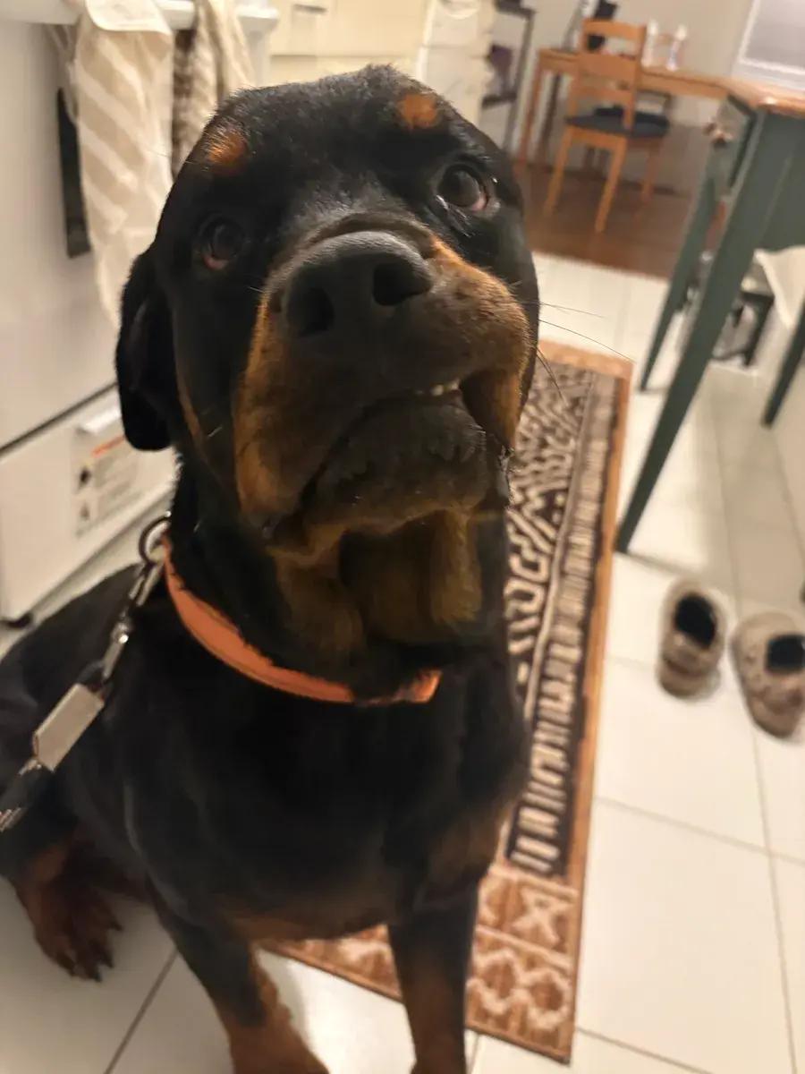 Enlarge Knox, a ADOPTABLE Rottweiler in Polk, OH image 3/5