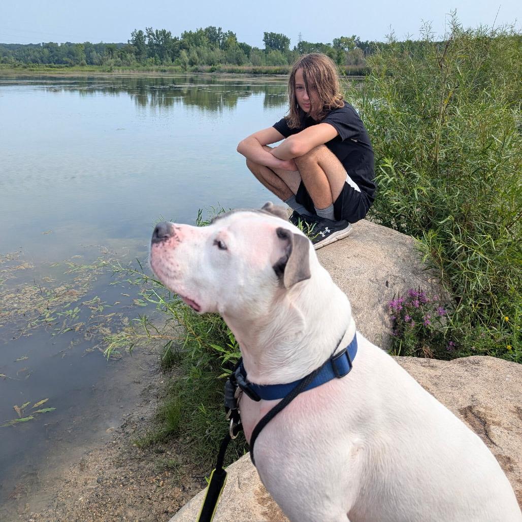 Bluu, Adoptable, Adult Male American Staffordshire Terrier.