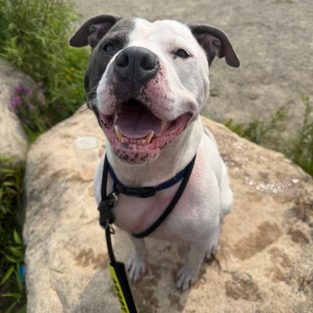 Bluu, a Adoptable American Staffordshire Terrier in Grand Rapids, MI image 2/6