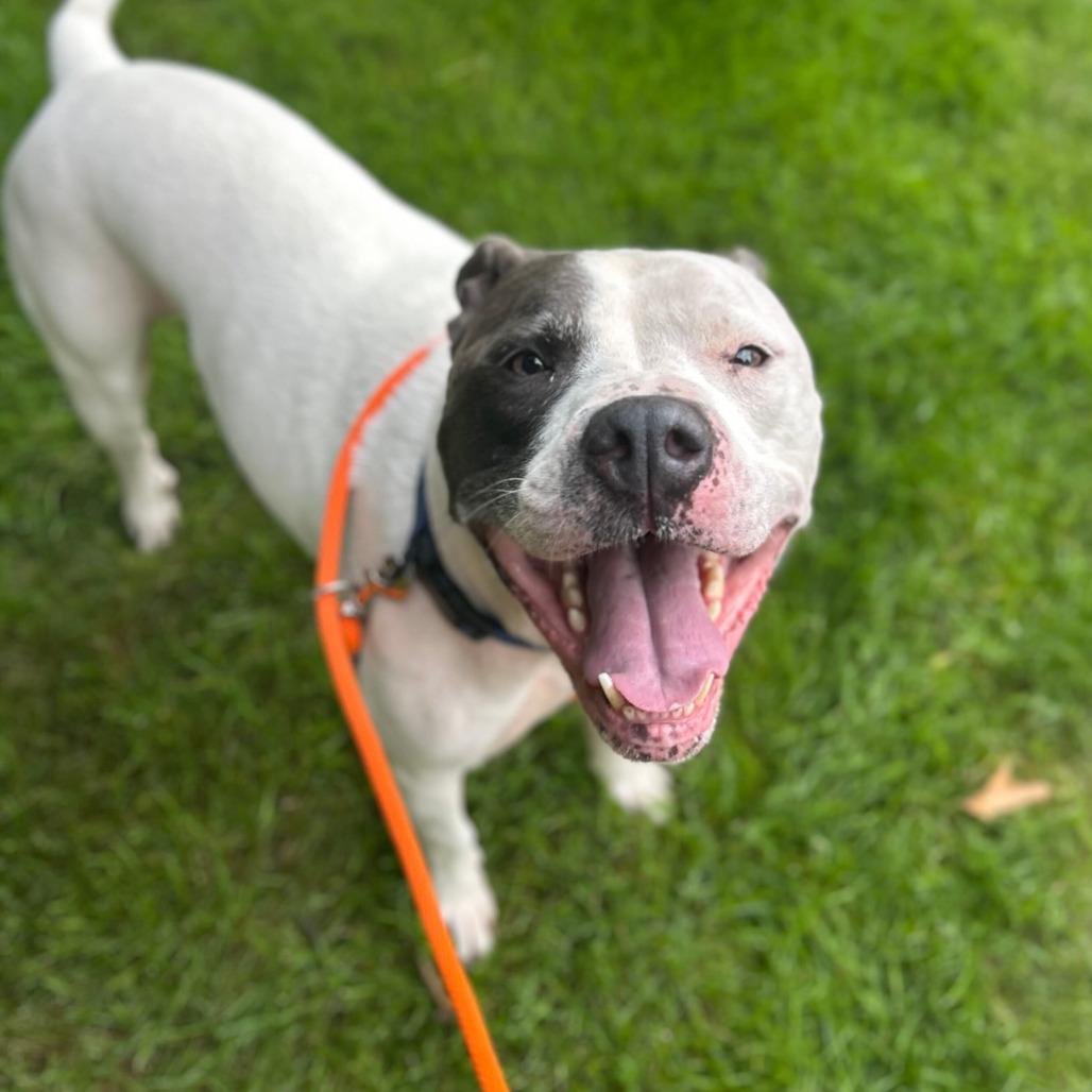 Bluu, Adoptable, Adult Male American Staffordshire Terrier.