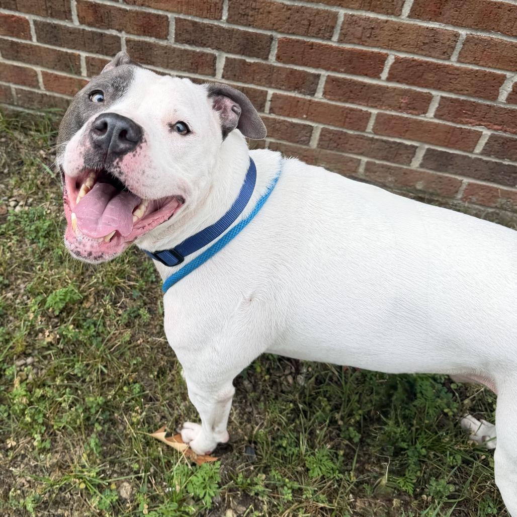 Enlarge Bluu, a Adoptable American Staffordshire Terrier in Grand Rapids, MI image 2/2