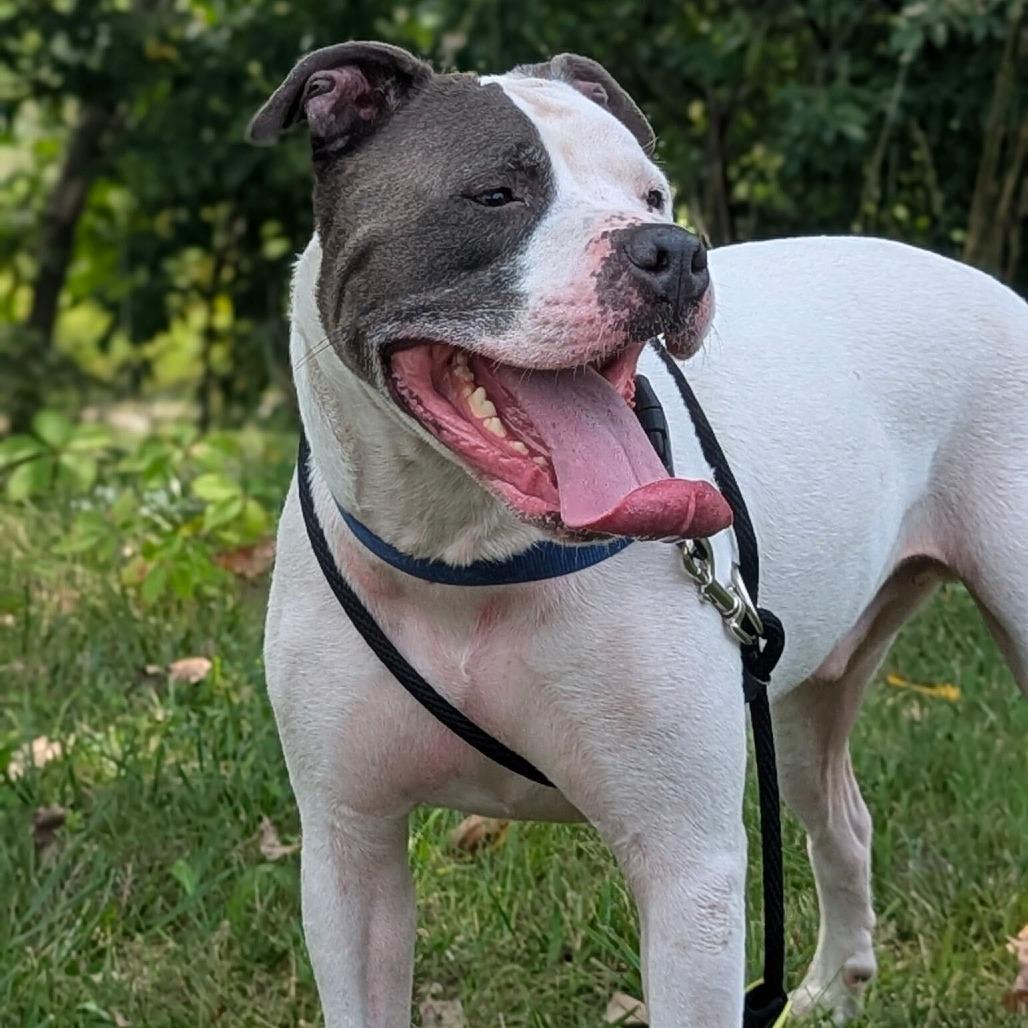 Bluu, a Adoptable American Staffordshire Terrier in Grand Rapids, MI image 6/6