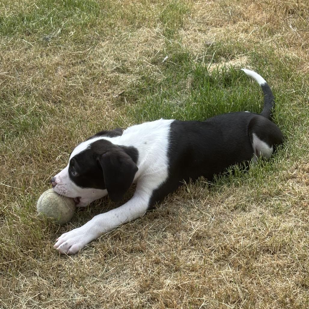 Willie Nelson, Adoptable, Puppy Male Pit Bull Terrier & Mixed Breed.