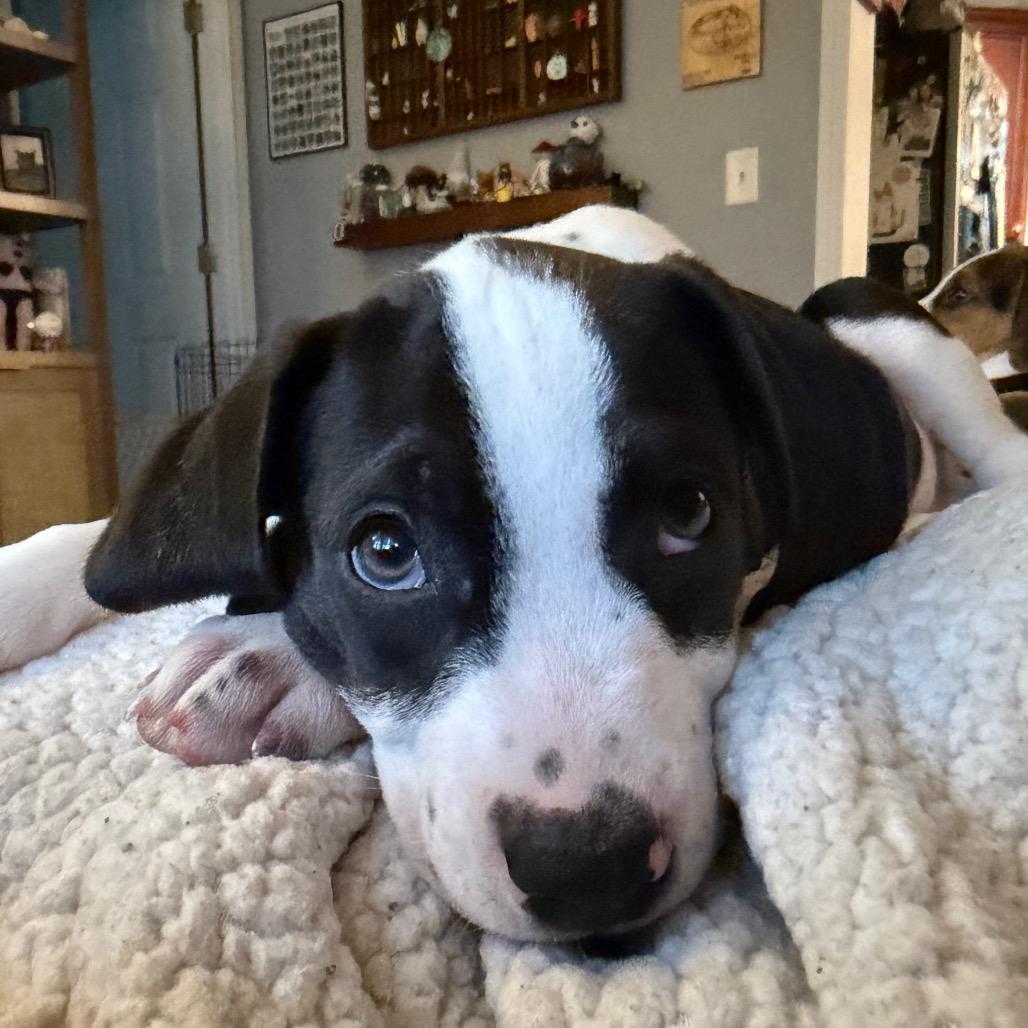 Enlarge Willie Nelson, a Adoptable mixed breed in Durham, NC image 4/6