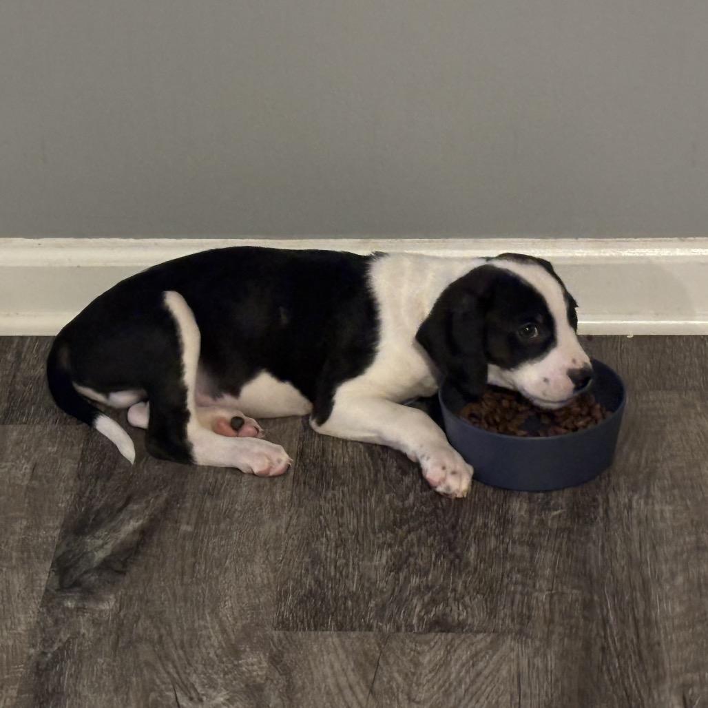 Enlarge Willie Nelson, a Adoptable mixed breed in Durham, NC image 5/6