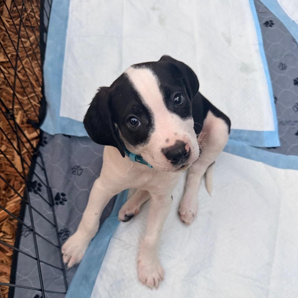 Enlarge Willie Nelson, a Adoptable mixed breed in Durham, NC image 6/6