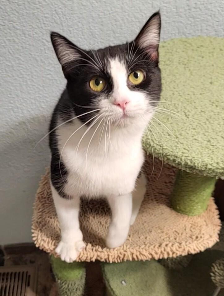 JADE, Adoptable, Adult Female Domestic Short Hair.
