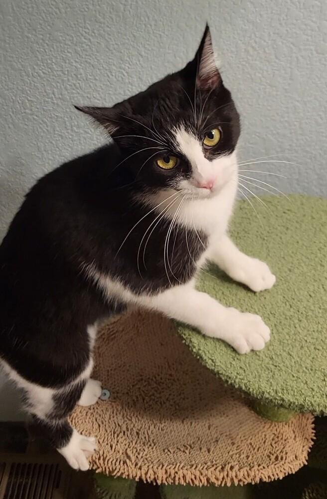 Enlarge JADE, a Adoptable Domestic Short Hair in Broomfield, CO image 2/4