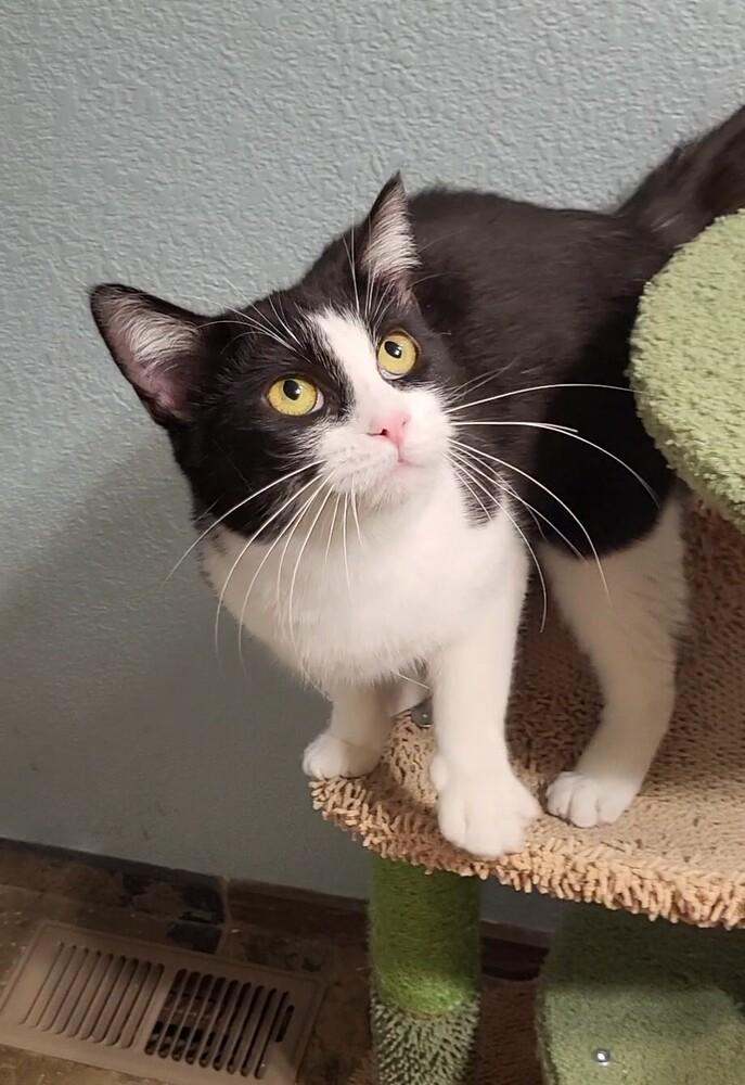 Enlarge JADE, a Adoptable Domestic Short Hair in Broomfield, CO image 3/4