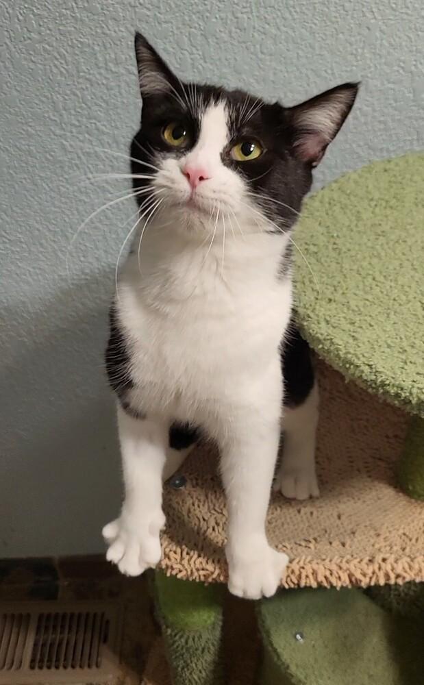 Enlarge JADE, a Adoptable Domestic Short Hair in Broomfield, CO image 4/4