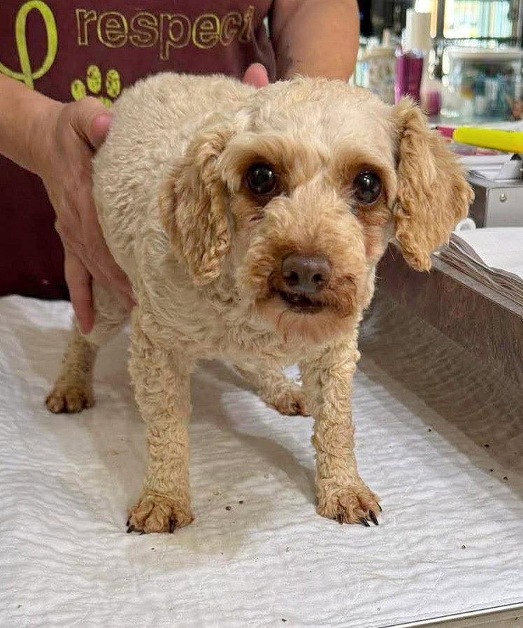 Judith Basin (NOT YET AVAILABLE), Adoptable, Adult Female Poodle.