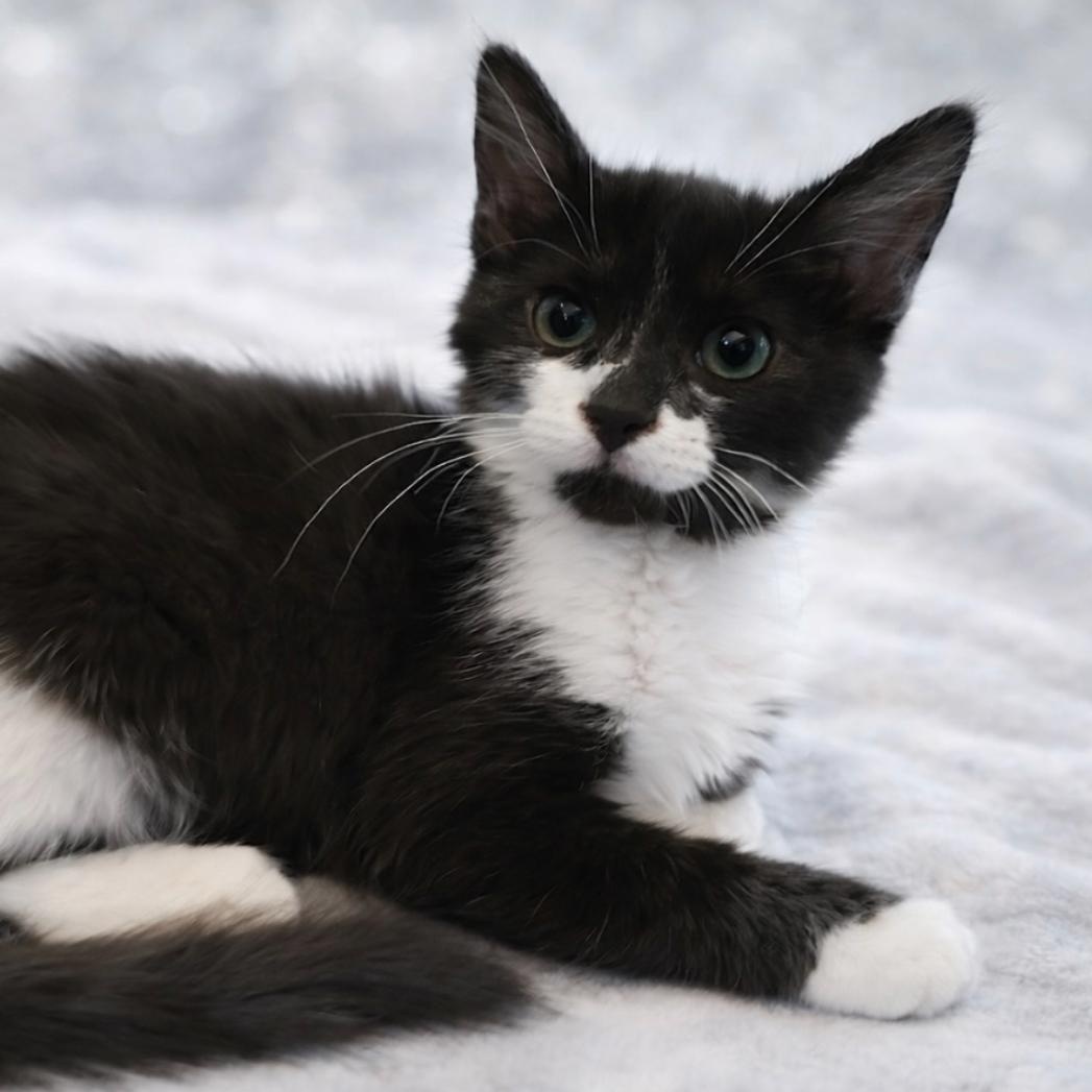 Turtle, Adopted, Kitten Male Domestic Medium Hair.