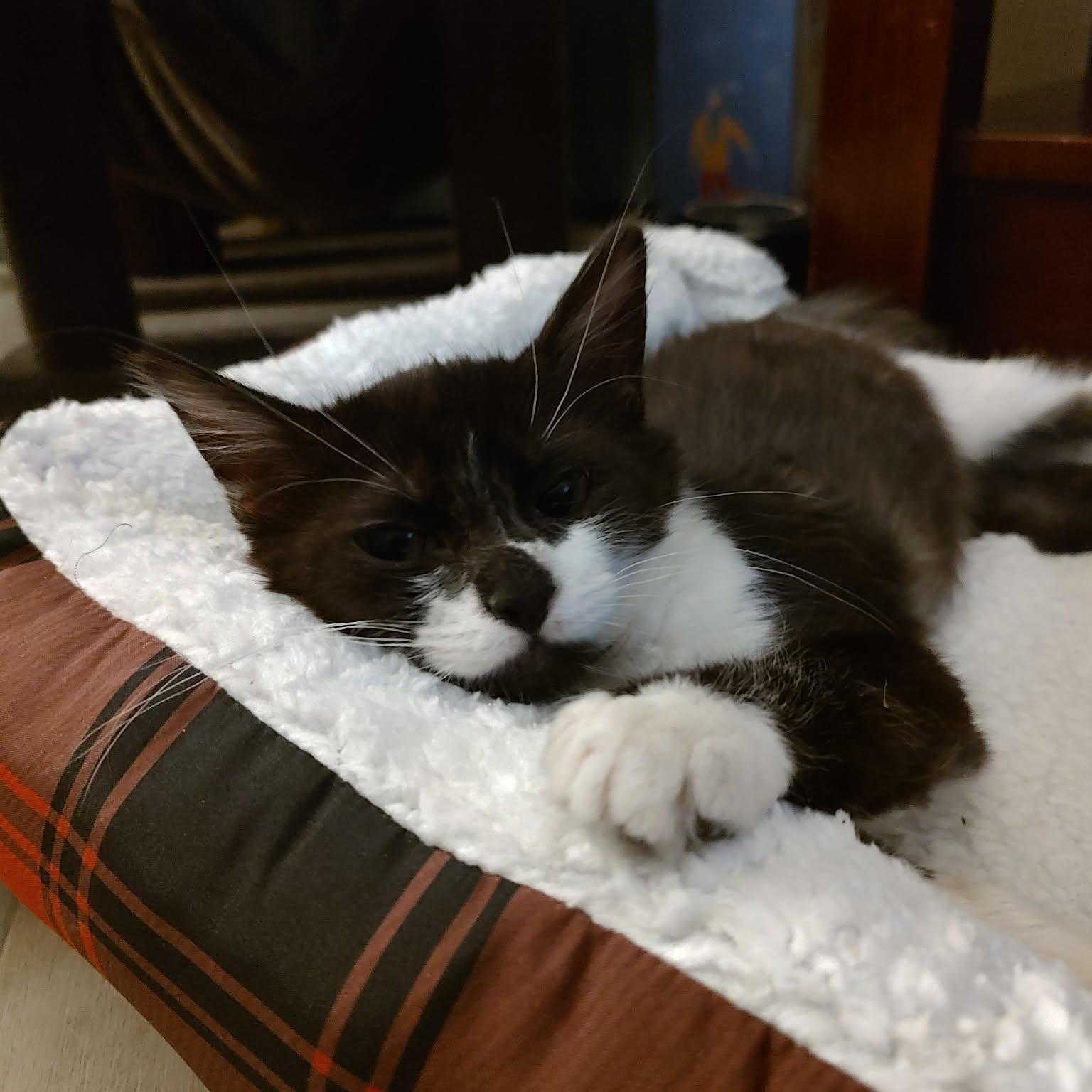Enlarge Turtle, a Adopted Domestic Medium Hair in Chandler, AZ image 4/5