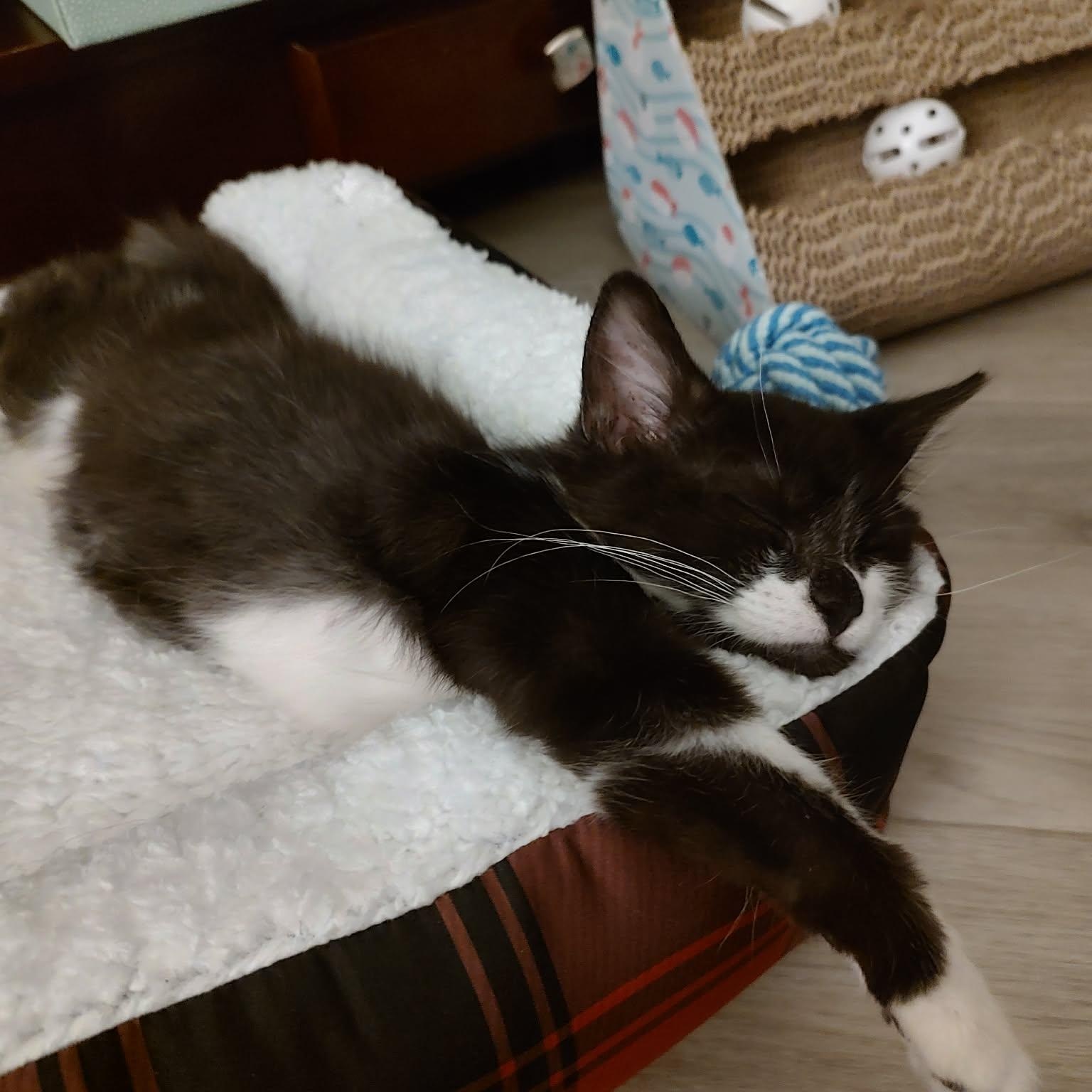 Enlarge Turtle, a Adopted Domestic Medium Hair in Chandler, AZ image 3/5