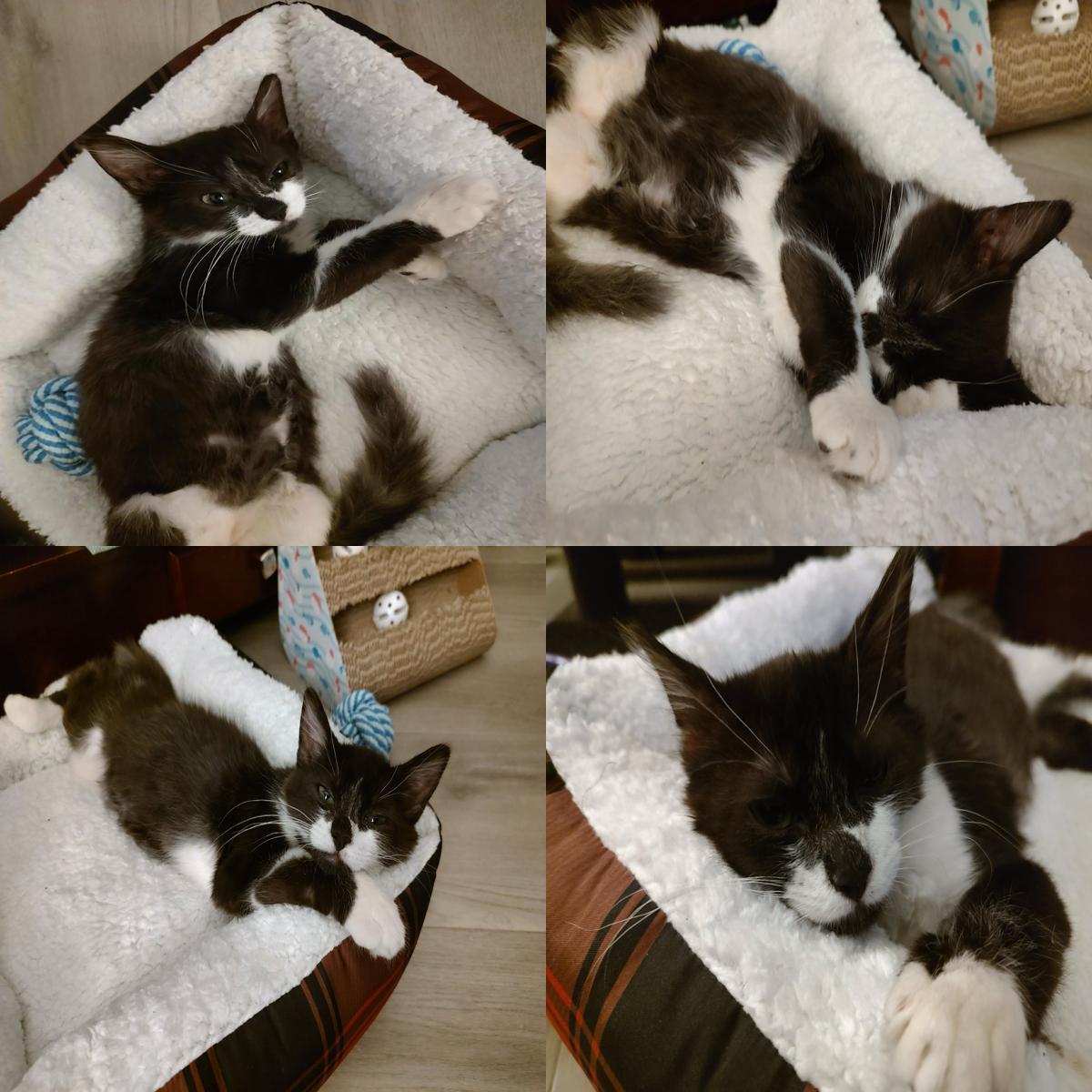 Enlarge Turtle, a Adopted Domestic Medium Hair in Chandler, AZ image 5/5