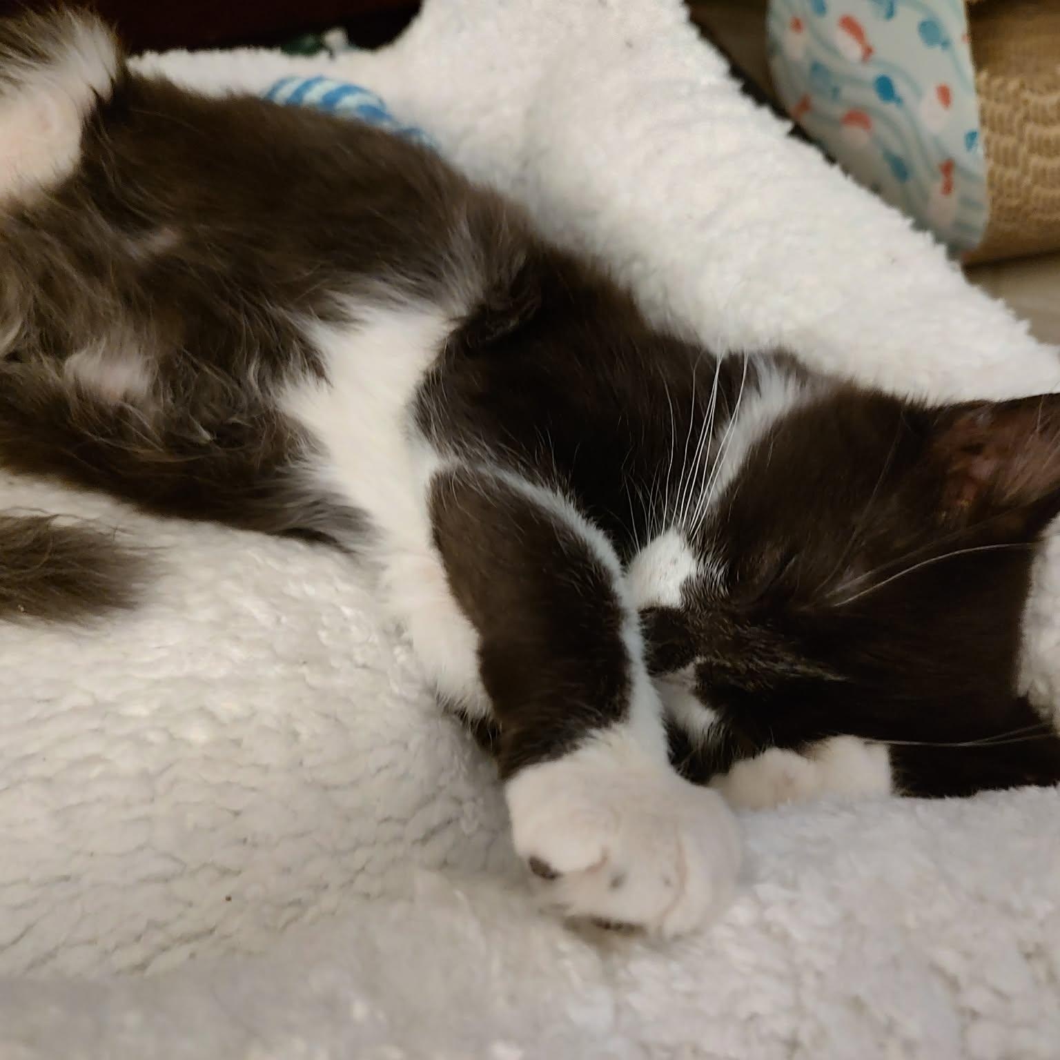 Enlarge Turtle, a Adopted Domestic Medium Hair in Chandler, AZ image 2/5