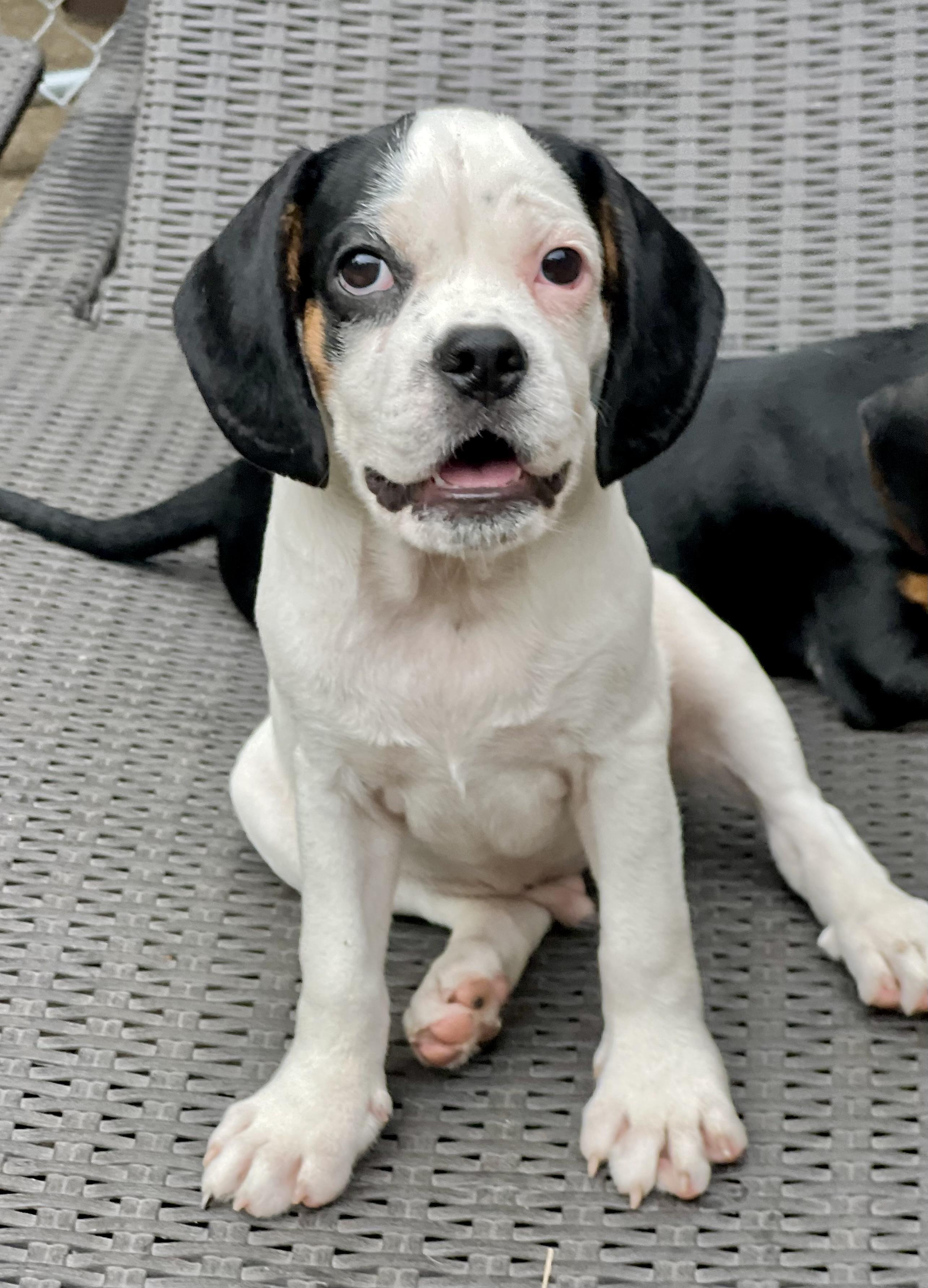 Dino, an adoptable Mixed Breed in Mt Pleasant, SC image 6/6