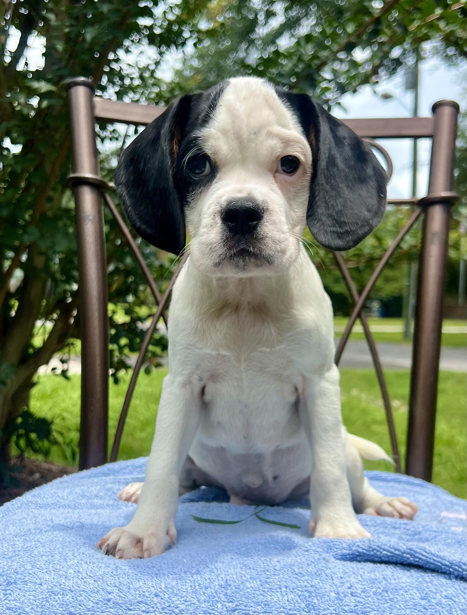 Dino, a ADOPTABLE Mixed Breed in Mt Pleasant, SC image 4/5