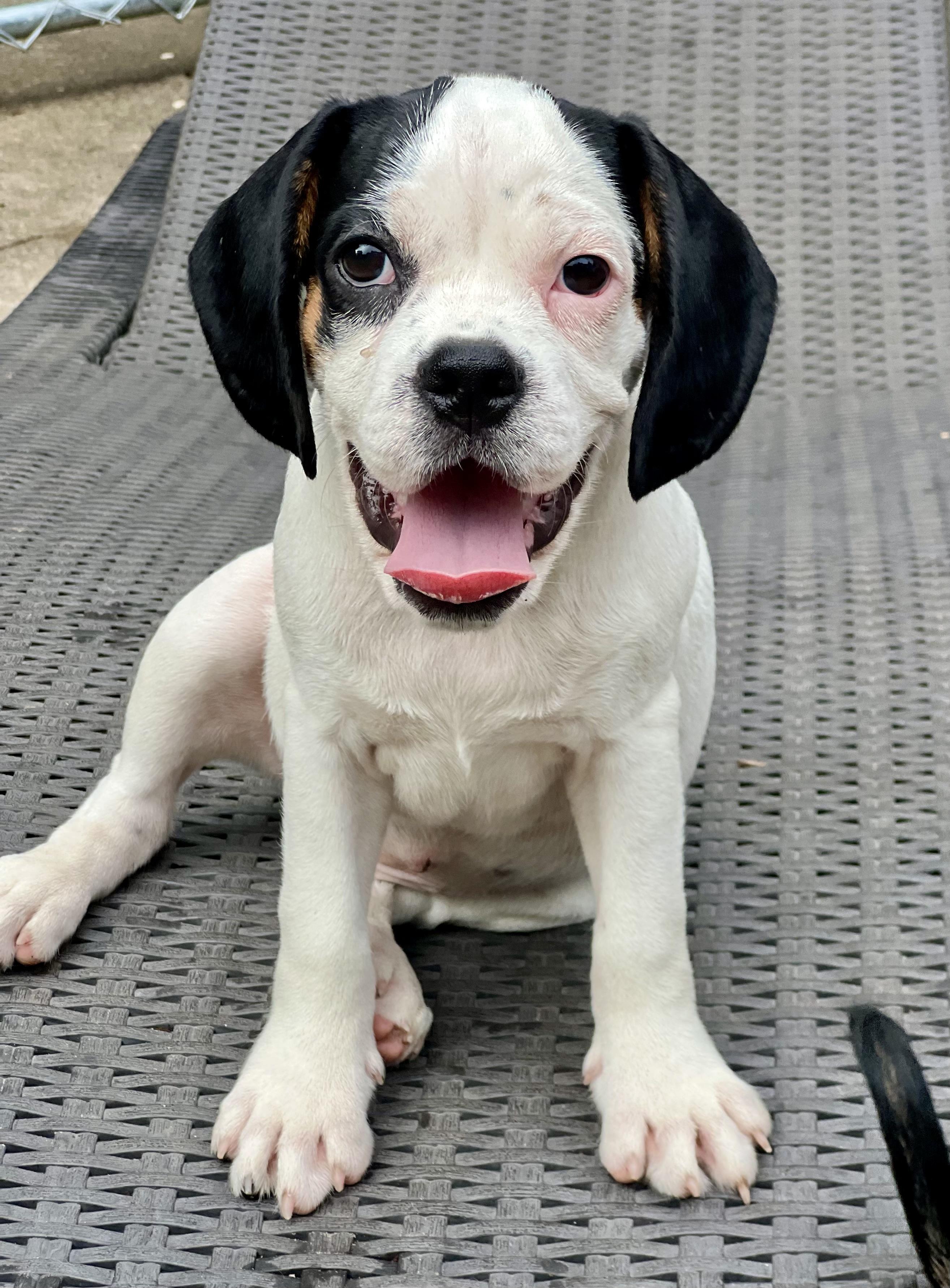 Dino, adoptable, Puppy Male Mixed Breed.