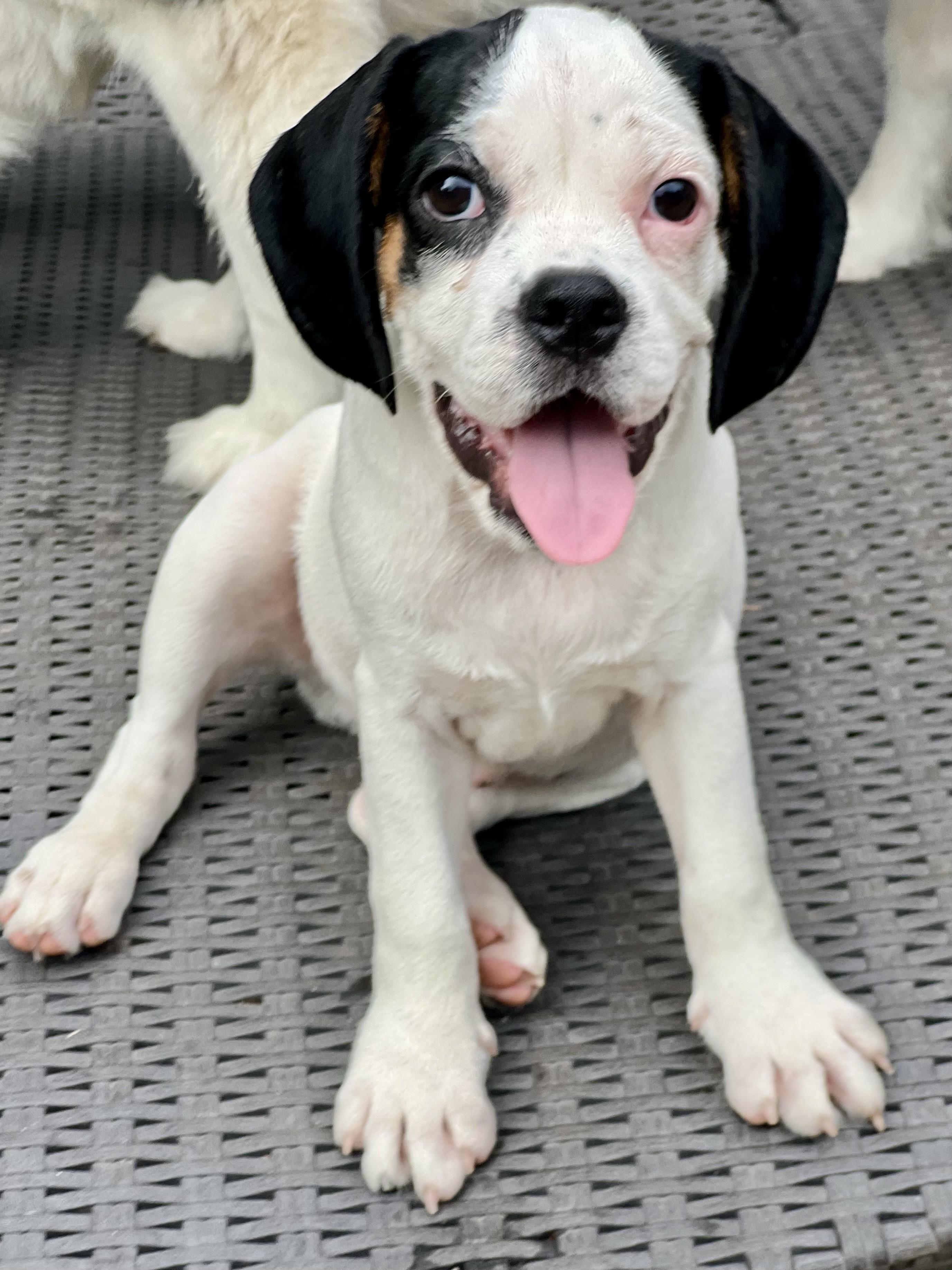 Dino, an adoptable Mixed Breed in Mt Pleasant, SC image 2/6