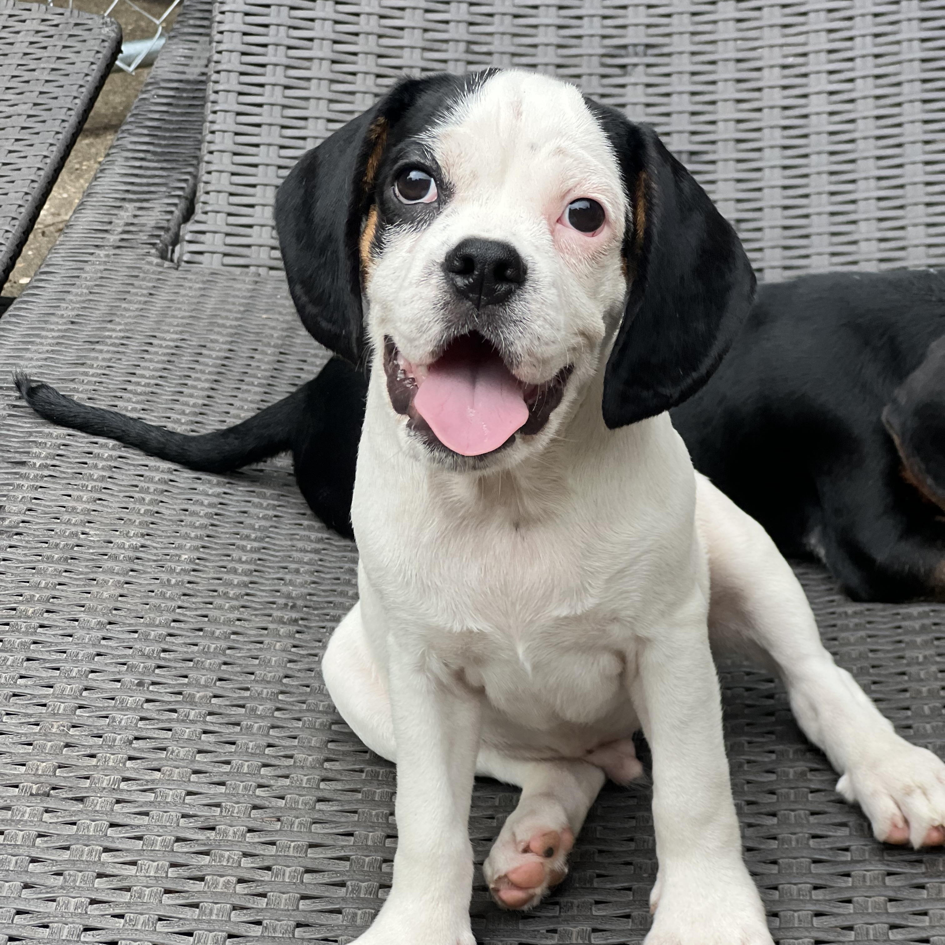 Dino, an adoptable Mixed Breed in Mt Pleasant, SC image 3/6