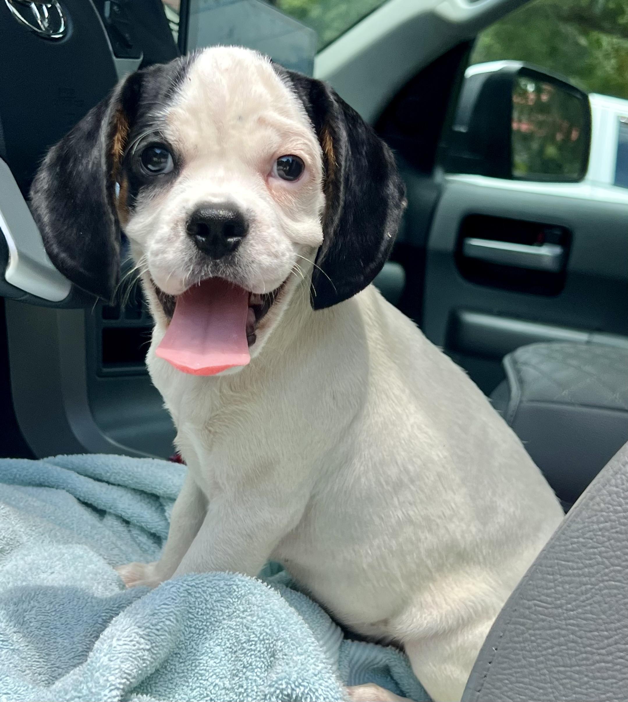 Dino, ADOPTABLE, Puppy Male Mixed Breed.