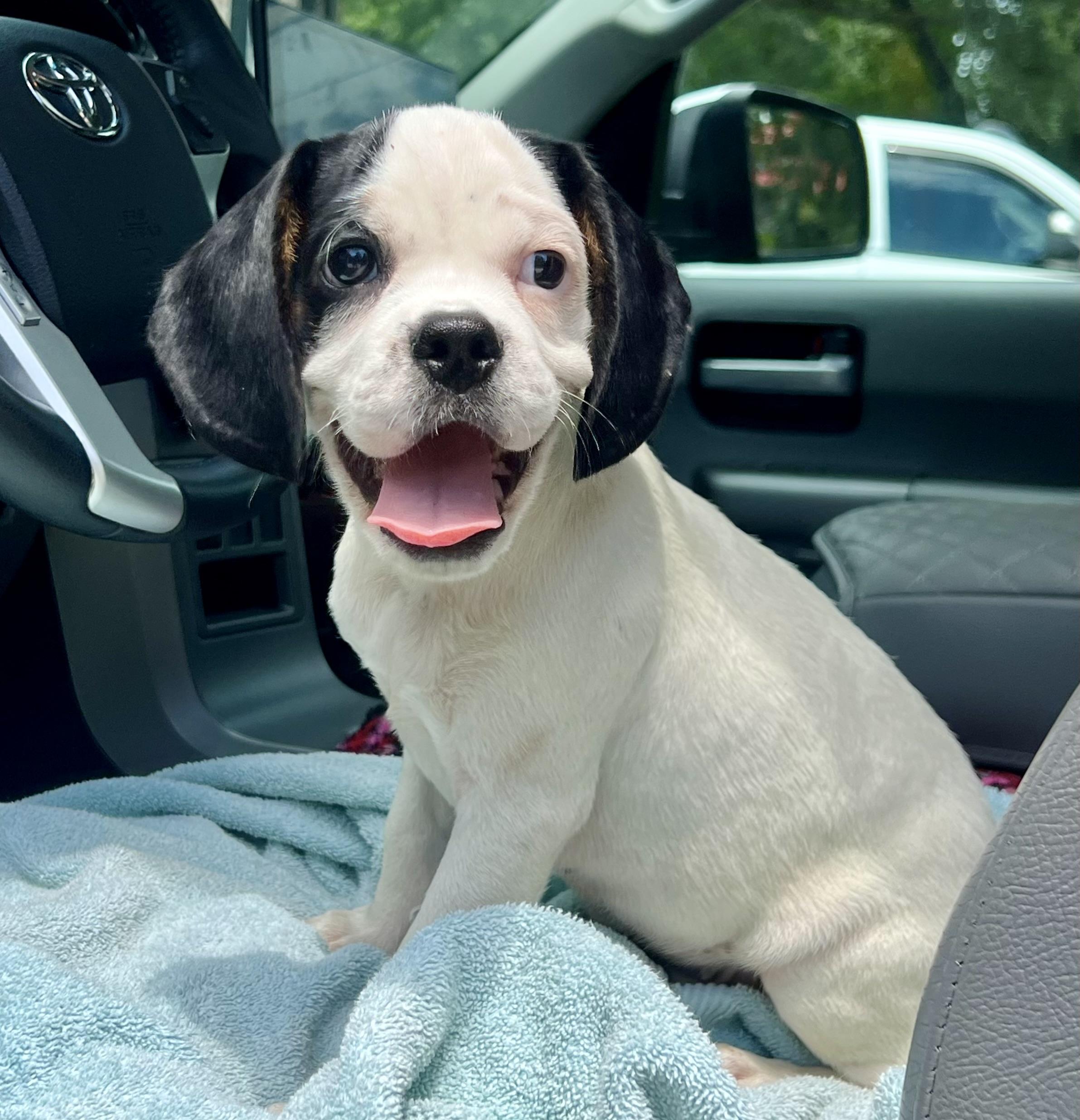 Dino, a ADOPTABLE Mixed Breed in Mt Pleasant, SC image 3/5