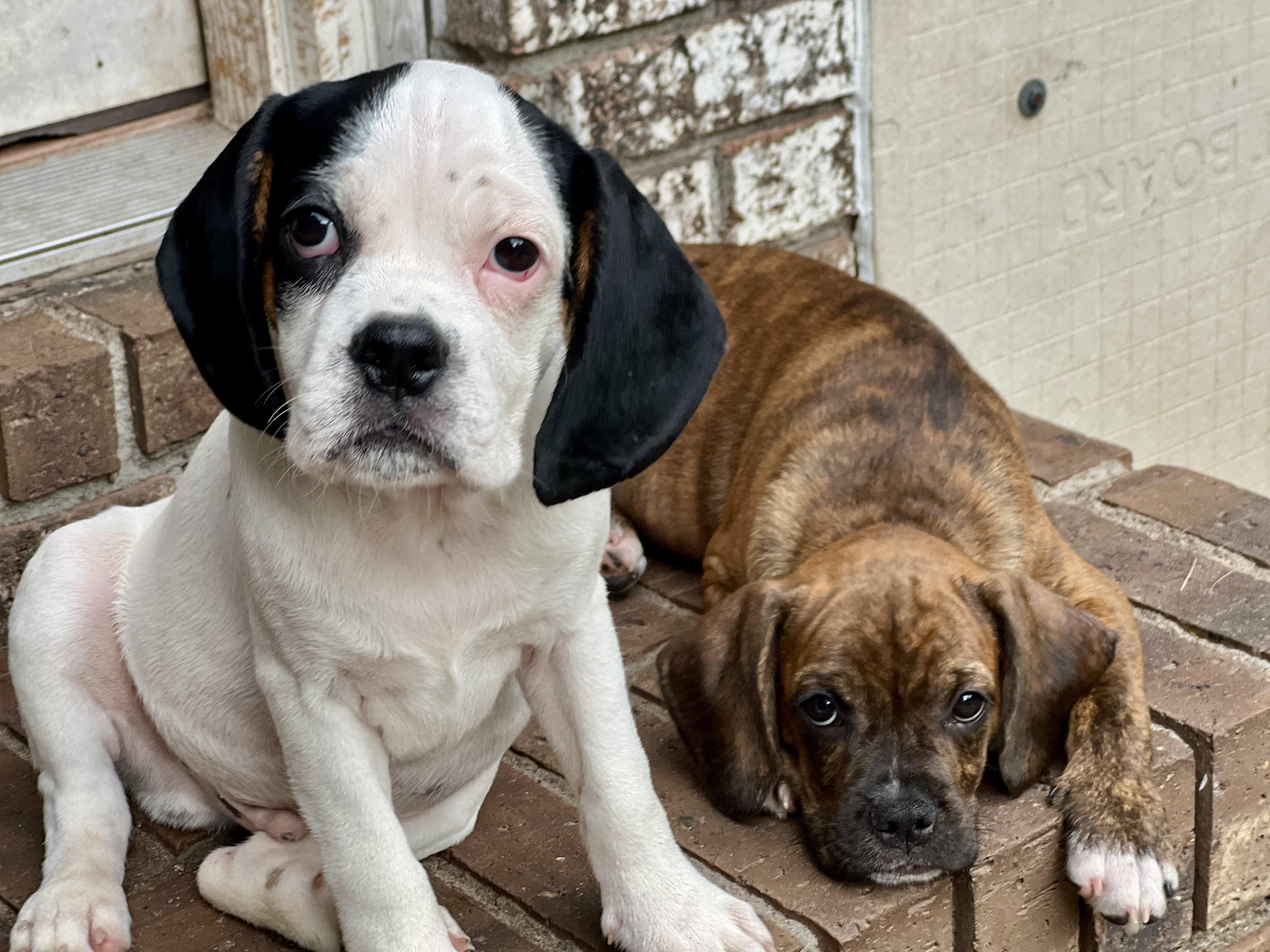 Dino, an adoptable Mixed Breed in Mt Pleasant, SC image 5/6