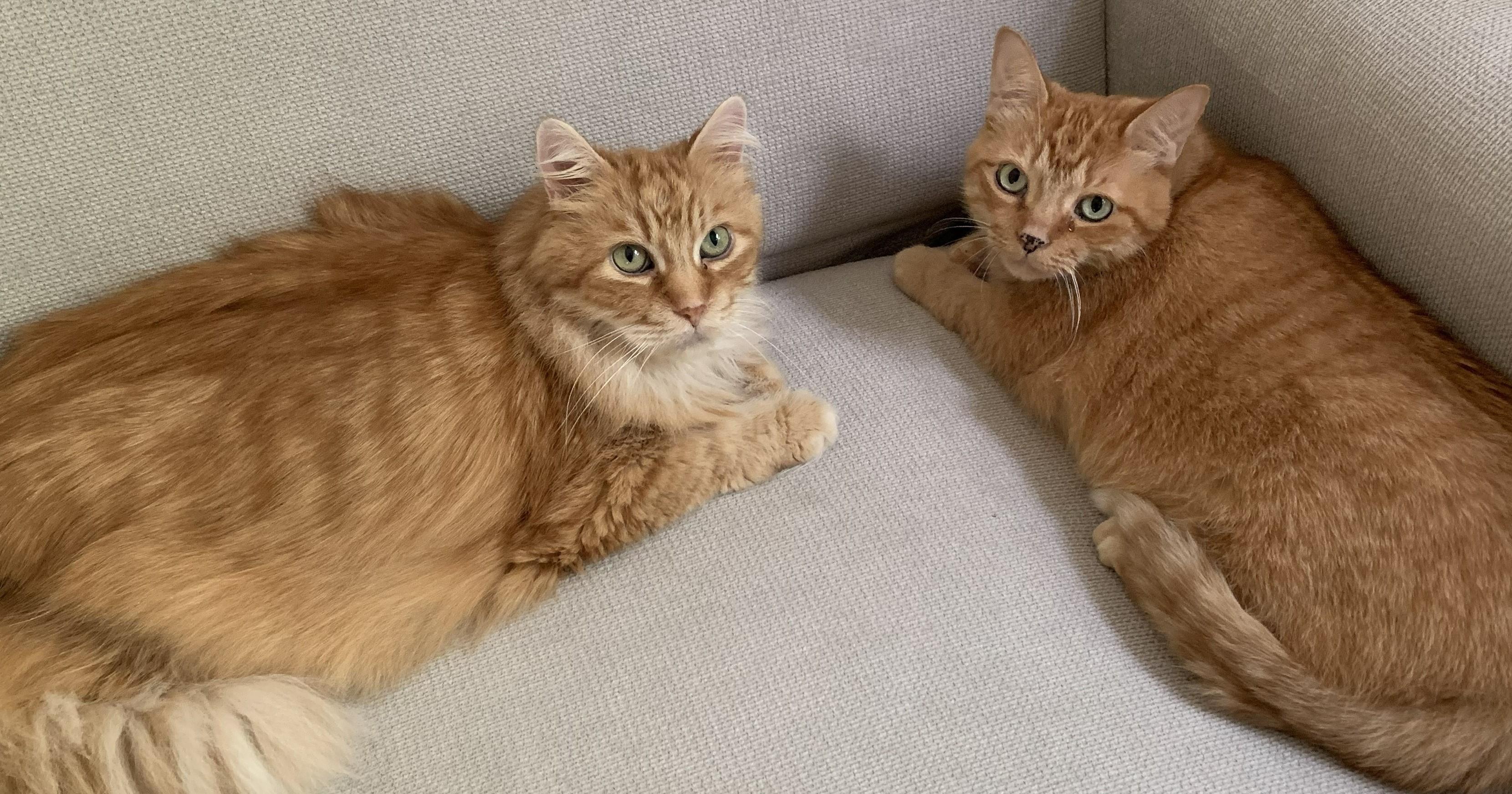 Enlarge Cheetos, a Adoptable mixed breed in Mississauga, ON image 3/3