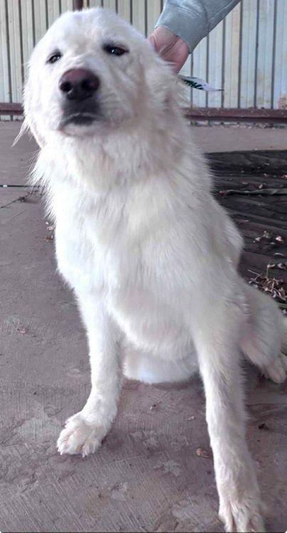 Enlarge Einstein, an adopted Great Pyrenees in Larkspur, CO image 1/4