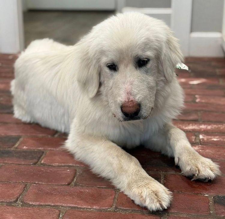 Enlarge Einstein, an adopted Great Pyrenees in Larkspur, CO image 4/4