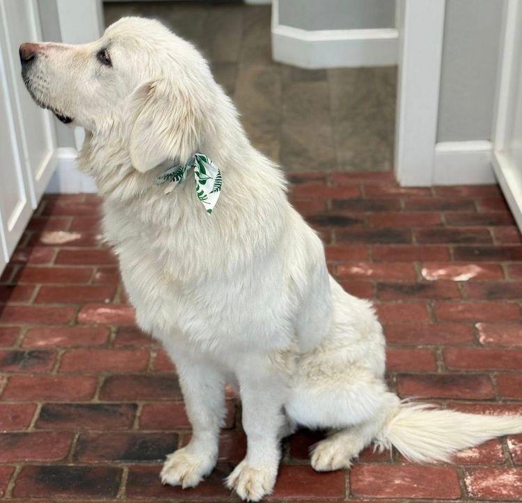 Enlarge Einstein, an adopted Great Pyrenees in Larkspur, CO image 2/4