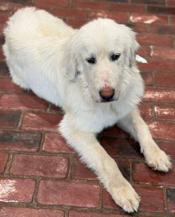 Enlarge Einstein, an adopted Great Pyrenees in Larkspur, CO image 3/4
