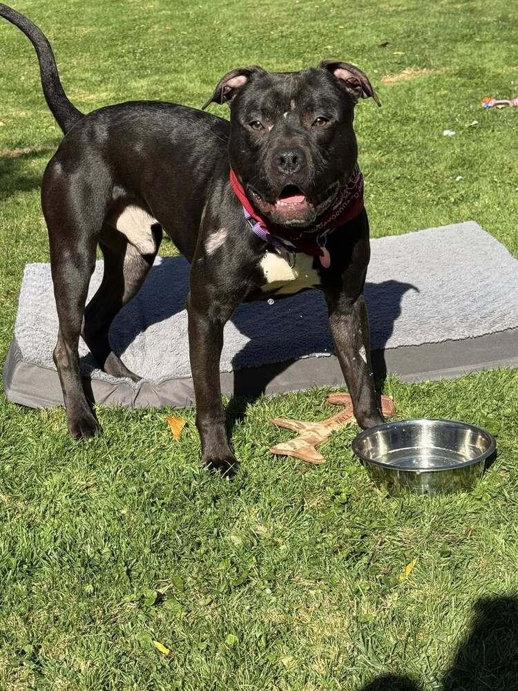 Enlarge Ollie, a Adoptable mixed breed in Groveland, MA image 1/6