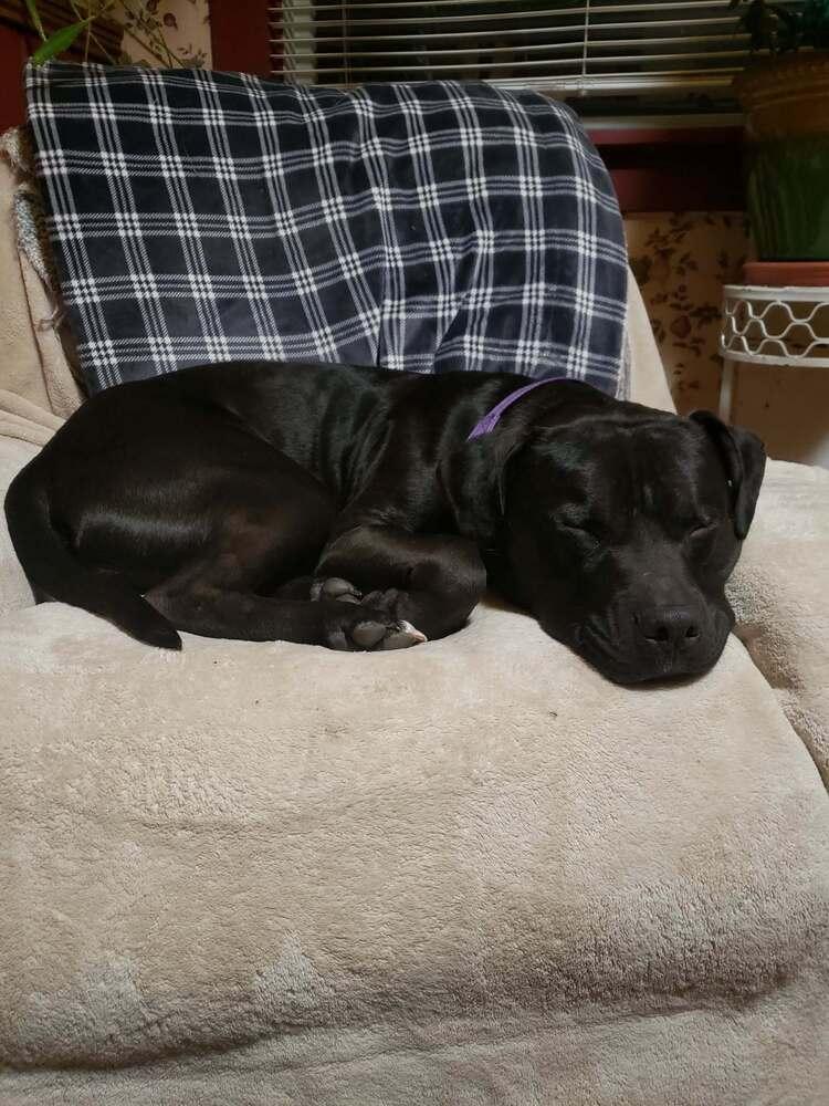 Enlarge Ollie, a Adoptable mixed breed in Groveland, MA image 2/6