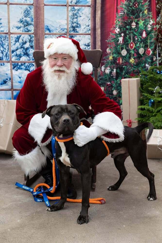 Enlarge Ollie, a Adoptable mixed breed in Groveland, MA image 2/6