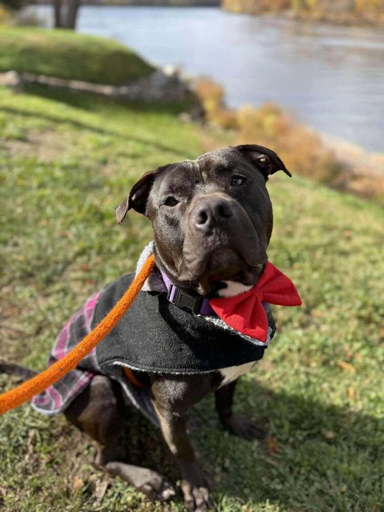 Enlarge Ollie, a Adoptable mixed breed in Groveland, MA image 3/6