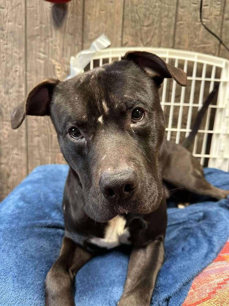 Enlarge Ollie, a Adoptable mixed breed in Groveland, MA image 3/6