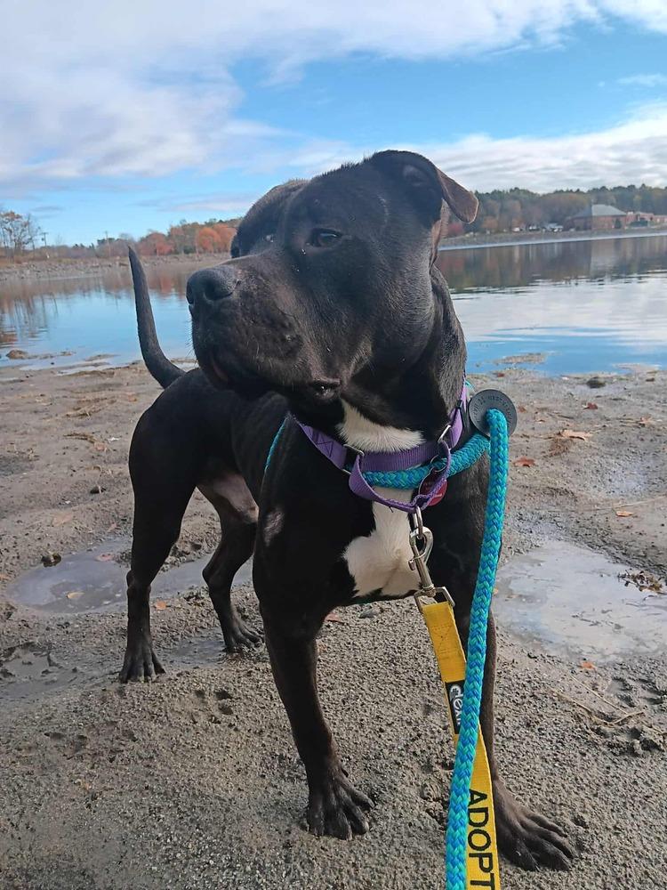 Enlarge Ollie, a Adoptable mixed breed in Groveland, MA image 4/6