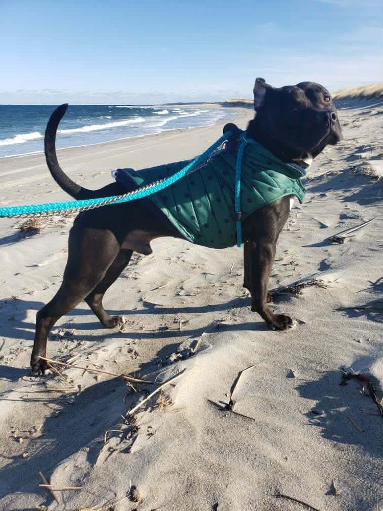 Enlarge Ollie, a Adoptable mixed breed in Groveland, MA image 6/6