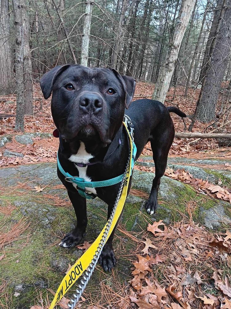 Enlarge Ollie, a Adoptable mixed breed in Groveland, MA image 5/6
