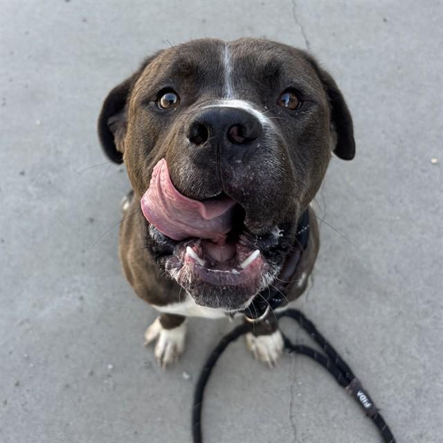 Enlarge CLEATUS, a Adoptable mixed breed in Lincolnton, NC image 1/1