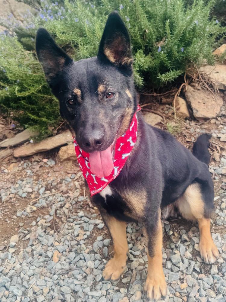 Enlarge Bowie, a Adoptable mixed breed in Shingle Springs, CA image 1/6