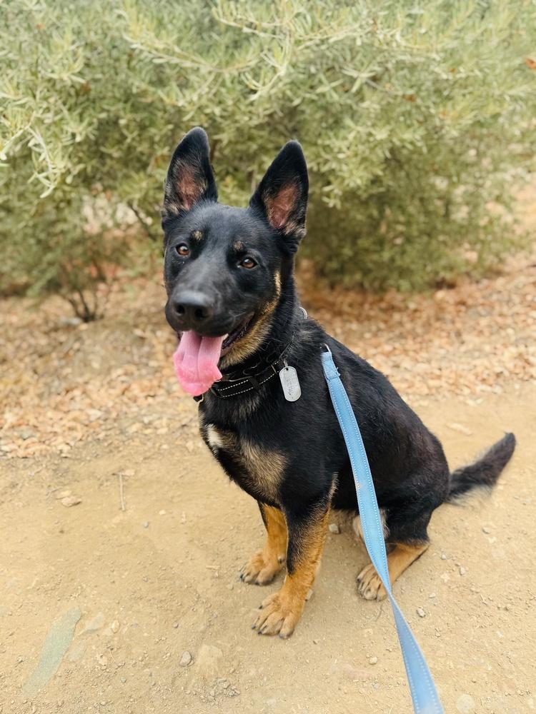 Bowie, Adoptable, Puppy Male German Shepherd Dog & American Staffordshire Terrier.