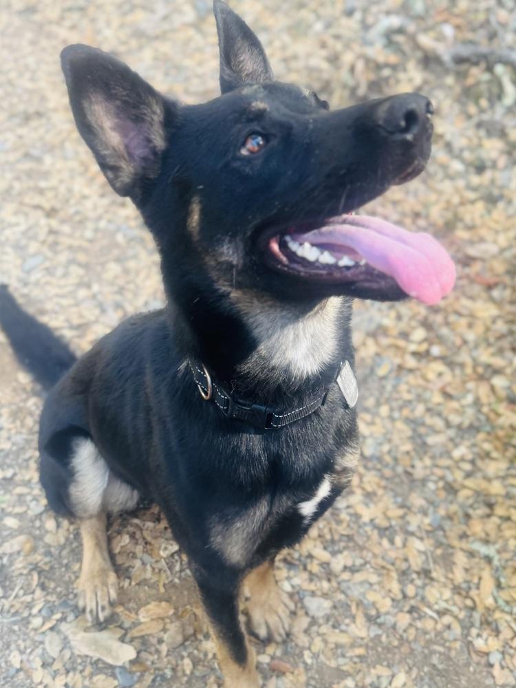 Enlarge Bowie, a Adoptable mixed breed in Shingle Springs, CA image 2/6
