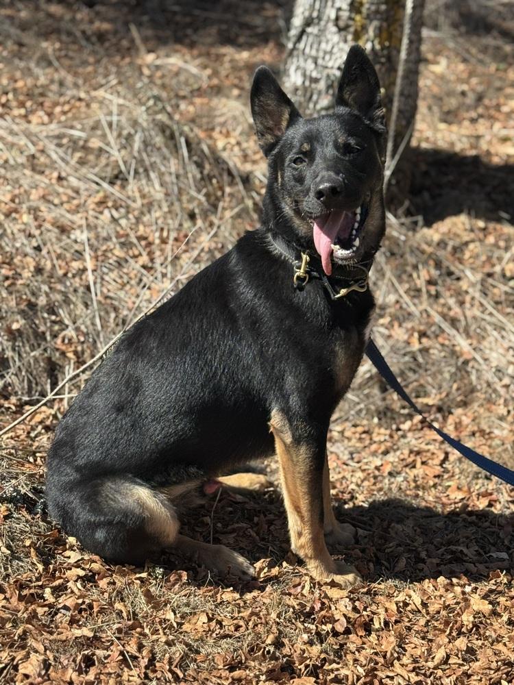 Enlarge Bowie, a Adoptable mixed breed in Shingle Springs, CA image 3/6