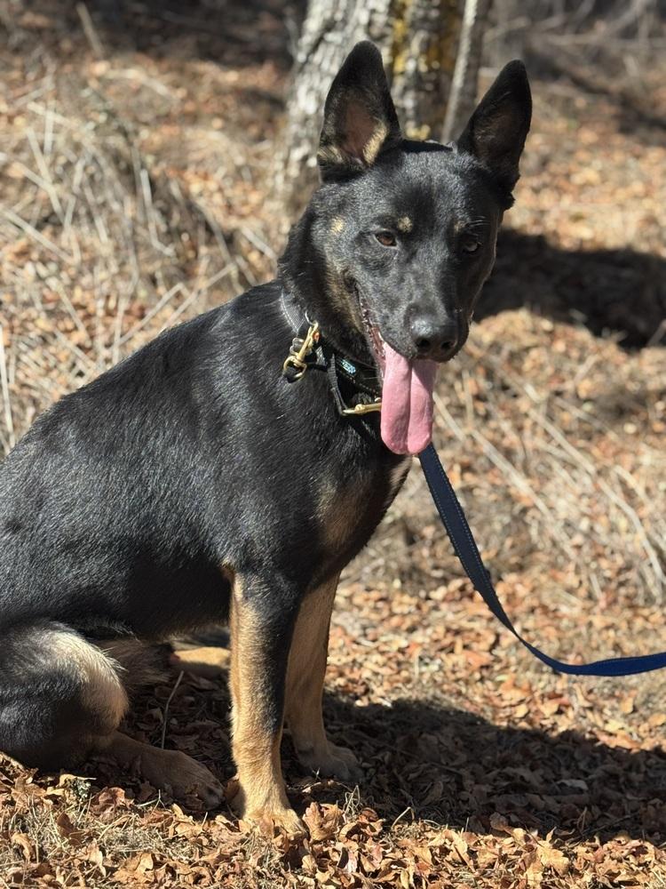 Enlarge Bowie, a Adoptable mixed breed in Shingle Springs, CA image 3/4